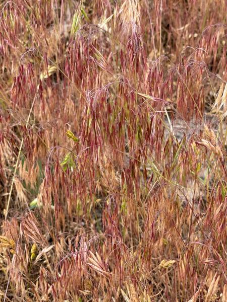 <h3>Anisantha tectorum / Drooping brome / </h3>